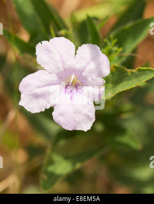 Pourpre clair Ruellia humilis, Hairy sauvages pétunia, poussant dans l'habitat des prairies Banque D'Images