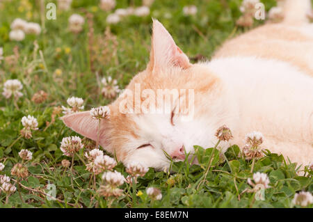 Happy cat dormir paisiblement dans le trèfle blanc Banque D'Images