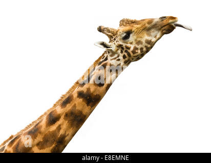 Lécher la girafe - isolé Banque D'Images