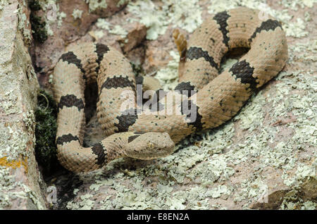 Rock bagués mâle, le crotale (Crotalus lepidus klauberi), Montagnes, Magdalena Socorro Co., New Mexico, USA. Banque D'Images