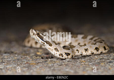 Massasauga, Désert (Sistrurus catenatus edwardsi), Valencia Co., New Mexico, USA. Banque D'Images