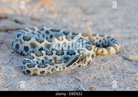 Massasauga, Désert (Sistrurus catenatus edwardsi), Valencia Co., New Mexico, USA. Banque D'Images