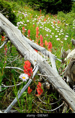 Fleurs sauvages dans une prairie de montagne Banque D'Images