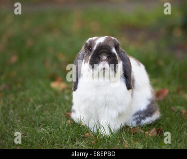 Un lapin nain de Hollande de neuf ans en plein air sur de l'herbe verte. Banque D'Images