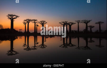 Coucher de soleil sur l'allée des baobabs, le Madagascar Banque D'Images