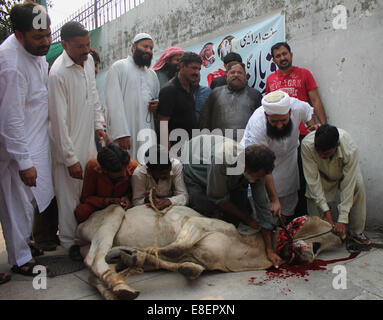 - Avertissement des éditeurs de contenu graphique bouchers pakistanais après l'abattage taureaux de congrégation musulmans prières de l'Aïd al-Adha à Lahore. Les musulmans du monde entier célèbrent l'Aïd al-Adha fête par l'abattage des bovins, caprins et ovins en commémoration du Prophète Abraham est prêt à sacrifier son fils pour montrer l'obéissance à Dieu. © Rana Sajid Hussain/Pacific Press/Alamy Live News Banque D'Images