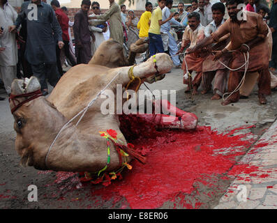 - Avertissement des éditeurs de contenu graphique bouchers pakistanais après l'abattage taureaux de congrégation musulmans prières de l'Aïd al-Adha à Lahore. Les musulmans du monde entier célèbrent l'Aïd al-Adha fête par l'abattage des bovins, caprins et ovins en commémoration du Prophète Abraham est prêt à sacrifier son fils pour montrer l'obéissance à Dieu. © Rana Sajid Hussain/Pacific Press/Alamy Live News Banque D'Images