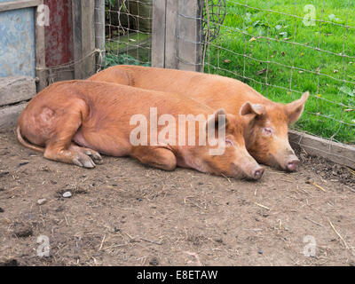 Deux porcs Tamworth amiable à dormir ensemble dans un coin de leur sty Banque D'Images