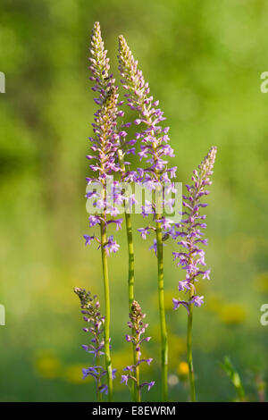 Orchidée parfumée (Gymnadenia conopsea), la floraison, Leutra, Thuringe, Allemagne Banque D'Images