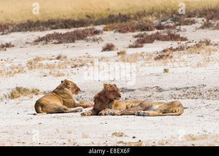 Lioness (Panthera leo) sur le bord de la cuvette d'Etosha, Etosha National Park, Namibie Banque D'Images