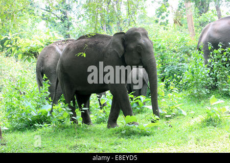 Les éléphants sauvages indiens Muthanga Wildlife Sanctuary, Sulthan Bathery, Kerala, Inde Banque D'Images