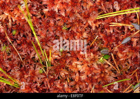 Plantation de tourbières soulevées en octobre. Banque D'Images