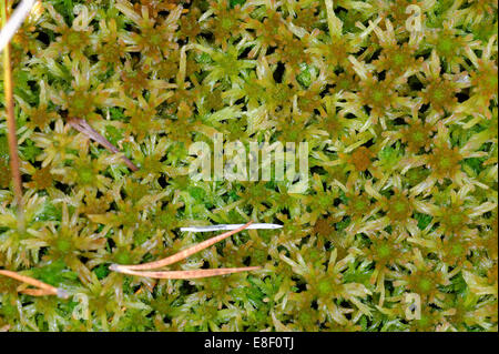 Plantation de tourbières soulevées en octobre. Banque D'Images