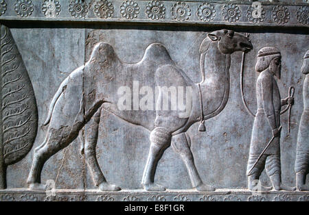 Soulagement des Parthes, l'Apadana, Persepolis, Iran Banque D'Images