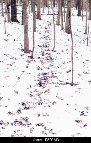 Chemin à travers la forêt d'hiver, Illinois, États-Unis Banque D'Images