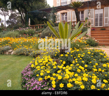 Tagetes jaune mauve avec agérate et fougère Dicksonia en bordure d'été coloré dans grand jardin de villa en Français Banque D'Images