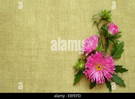 Arrangement des asters dans un coin sur fond de toile verte Banque D'Images