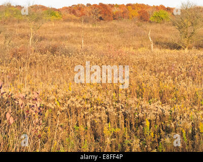 États-unis, Illinois, comté de DuPage, Darien, paysage des prairies en automne Banque D'Images