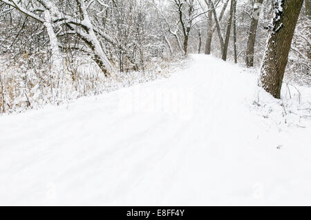 Route à travers la forêt en hiver, comté de DuPage, Illinois, États-Unis Banque D'Images