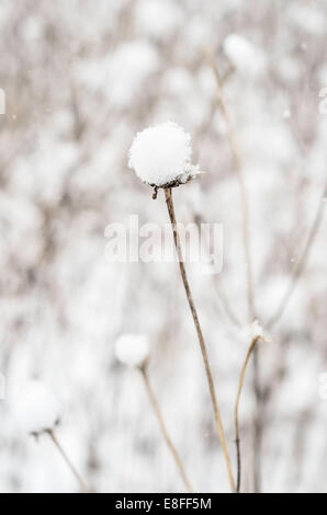 États-unis, Illinois, comté de DuPage, Boule de neige le chardon sec dans la neige qui tombe Banque D'Images