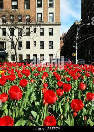 USA, New York State, New York, Park Avenue au printemps Banque D'Images