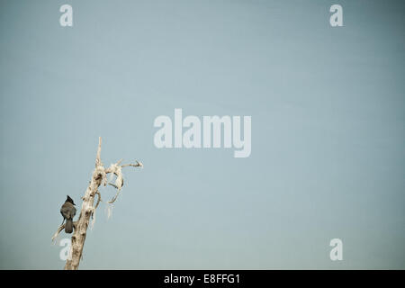 Oiseau sur branche d'arbre Banque D'Images