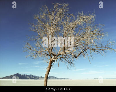 USA, Utah, Tooele, grand lac salé de Bonneville Salt Flats, Desert State Park, Tree in desert Banque D'Images