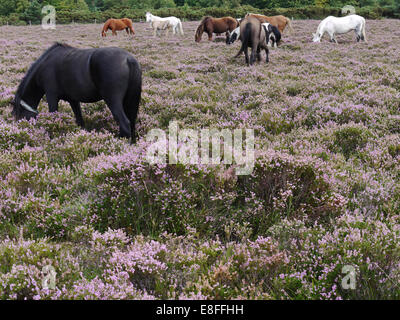 Troupeau de poneys forestiers nouveaux paître sur la bruyère, Hampshire, Angleterre, Royaume-Uni Banque D'Images