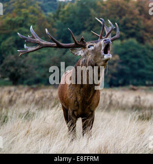 Stag bleating, Windsor Great Park, Berkshire, Angleterre, Royaume-Uni Banque D'Images