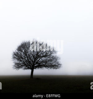 Arbre isolé dans la brume Banque D'Images