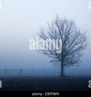 Arbre isolé dans la brume Banque D'Images