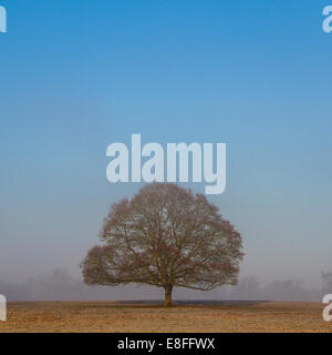 Arbre isolé dans un champ Banque D'Images