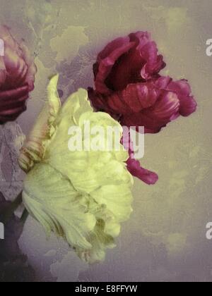 Close up of peonie flowers Banque D'Images