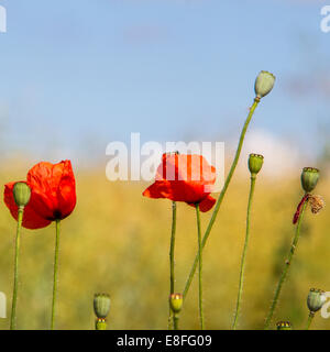 Coquelicots dans un champ, Angleterre, Royaume-Uni Banque D'Images