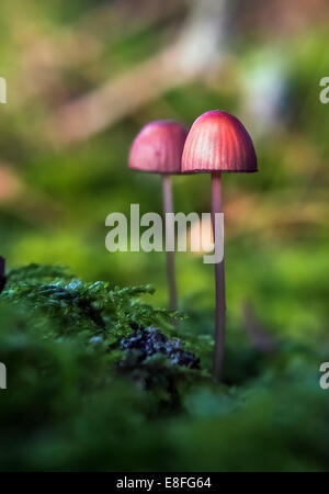 Les champignons sauvages en forêt, Suède Banque D'Images