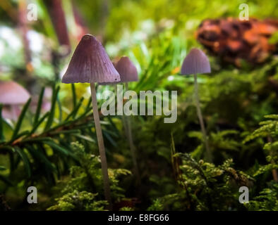 Les champignons sauvages en forêt, Suède Banque D'Images