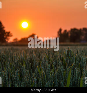 Coucher de soleil sur champ de blé