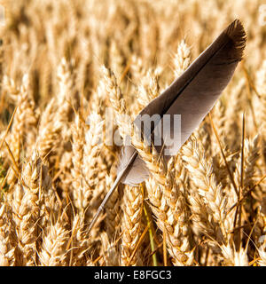 Feather in wheat field Banque D'Images