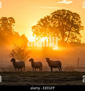 Moutons debout au champ au coucher du soleil, Berkshire, Angleterre, Royaume-Uni Banque D'Images