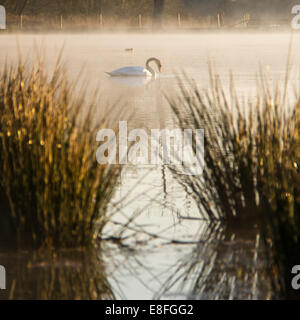 Cygne sur le lac au soleil du matin Banque D'Images