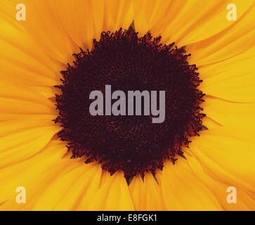 Close-up of gerbera flower jaune Banque D'Images