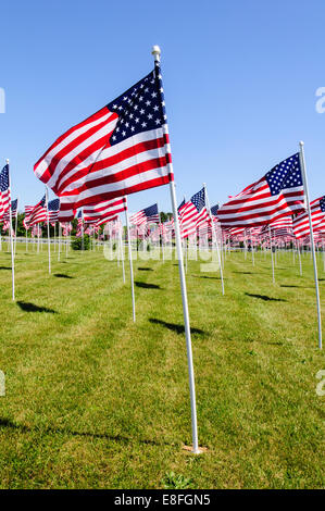 Rangées de drapeaux américains, États-Unis Banque D'Images