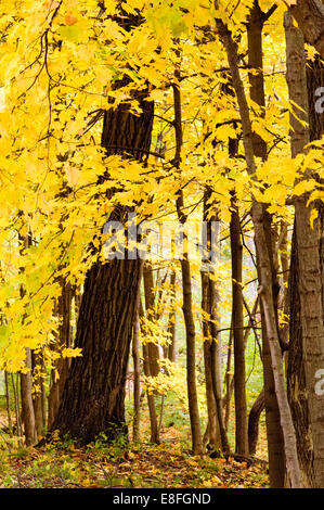 Les arbres à feuilles jaunes en automne Banque D'Images