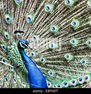 Portrait de peacock Banque D'Images