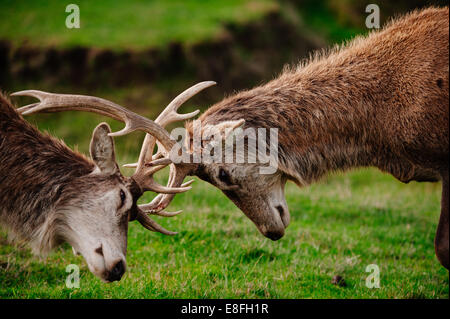 Deux cornes de cerf, lutte contre Melbourne, Victoria, Australie Banque D'Images