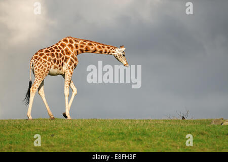 Girafe marche face au ciel noir Banque D'Images