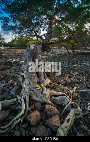 La Malaisie, Johor, Mersing, Johor Bahru, Rose Island, vieil arbre Banque D'Images