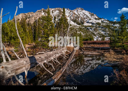 USA, Ohio, dents de scie Désert, Log in forest Banque D'Images