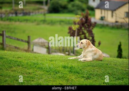 Labrador Retriever chien couché sur l'herbe dans un jardin Banque D'Images