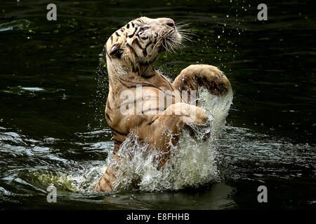 L'Indonésie, Yogyakarta, Tigre d'un saut d'eau pour attraper la nourriture Banque D'Images